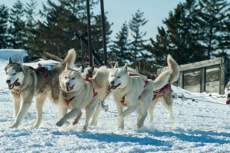 pack of dogs pulling a sled