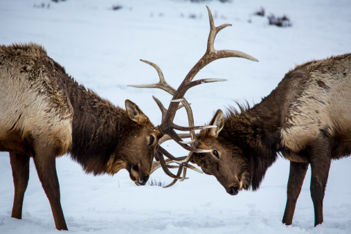 Sparring Elk