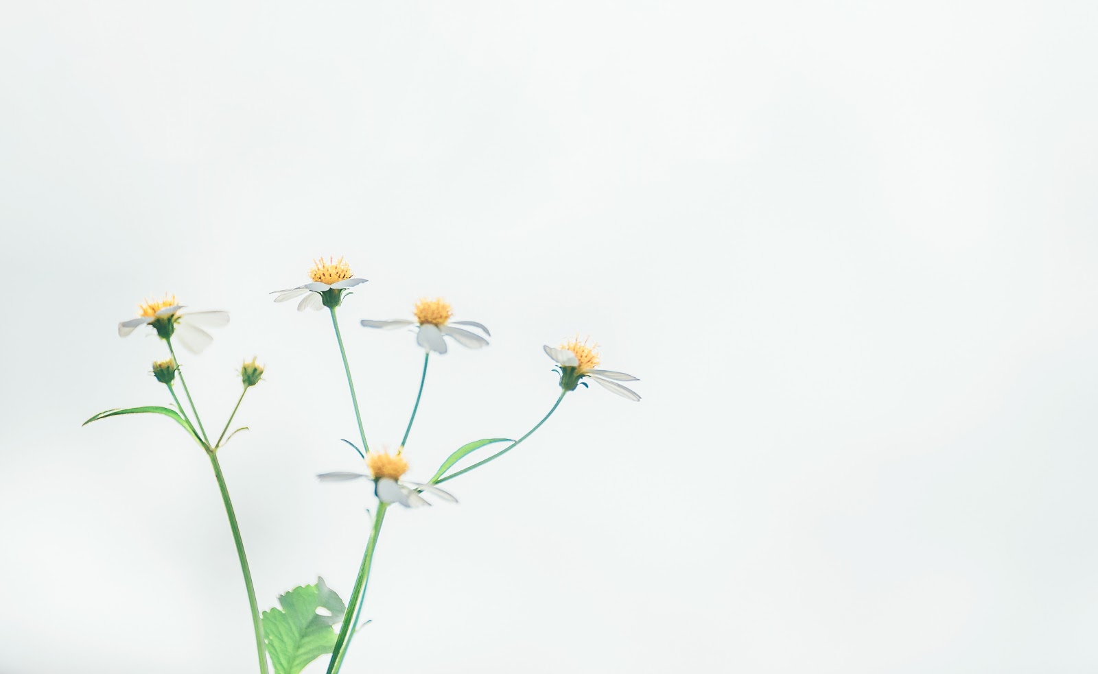 LDAP-as-a-Service for AWS®