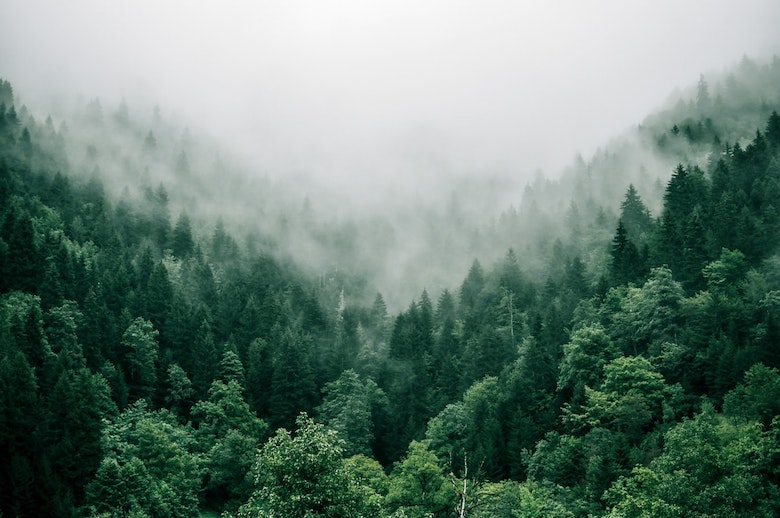 A collection of evergreens in a foggy valley
